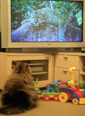 Pets watching TV Seen On www.coolpicturegallery.us