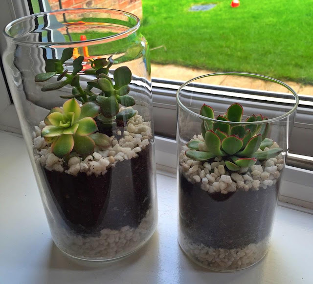 DIY easy and simple terrarium