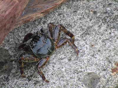Colorful crab