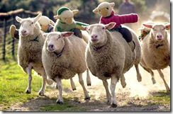 sheep_racing
