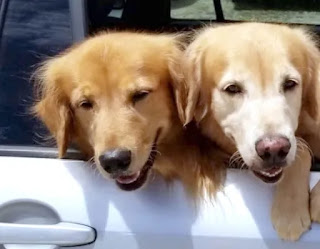 Perros golden retrievers arruinan de manera increíble la foto familiar