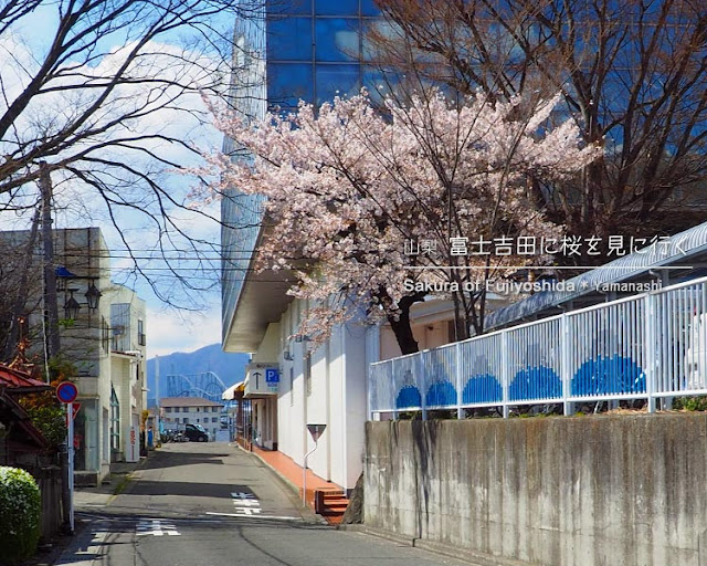 新倉山浅間公園の桜を見に富士吉田へ！