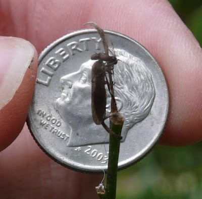 The dime backdrop provides some scale but as it is being held a few inches