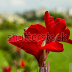 Red Flower with Green Background