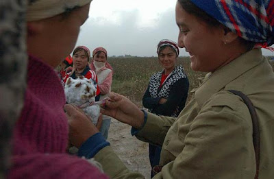 Photos Сotton-picking