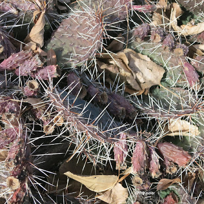 prickly pear spines