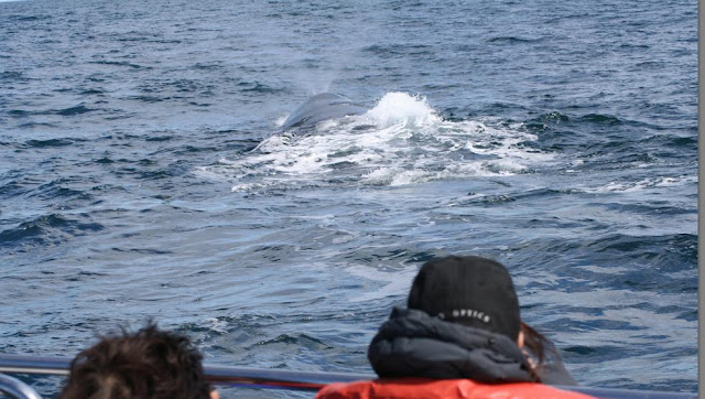 Avistamiento de ballenas (Peninsula Valdes) Argentina