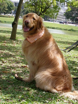 Cãonhecendo 6 (154)