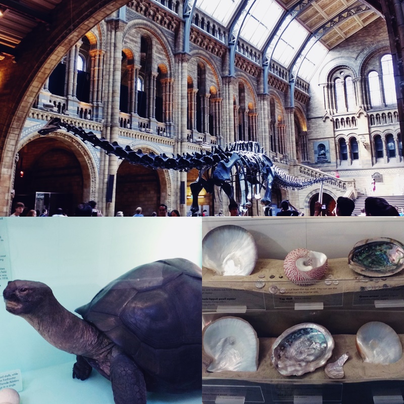 natural history museum london collage