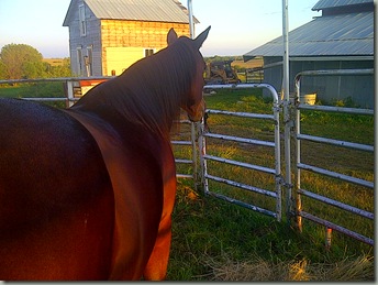 BB and NEW MARE 012