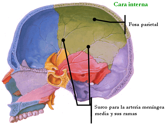 parietal bone inside face