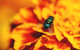 fly on flower (12)