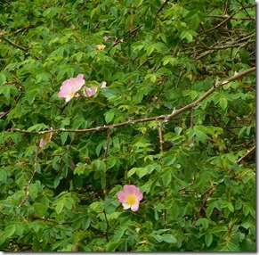 4 first dog roses