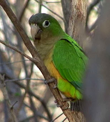 Cactus parakeet