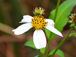 White Beggarticks by the Xiang River