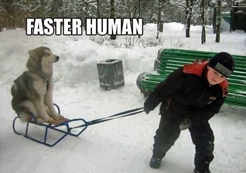 funny_dog_images