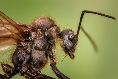 beste mierenpoeder mierenlokdoos test