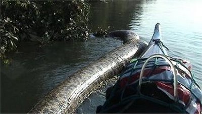 Misteri : Anaconda Terbesar Di Dunia Ditemukan Di Sungai 