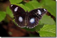 Great-Eggfly_5054g
