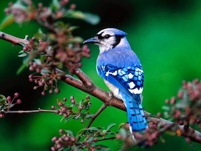 Bird Photography hd Wallpaper