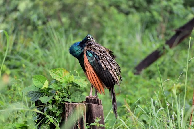 BIRDS IN JALDAPARA 