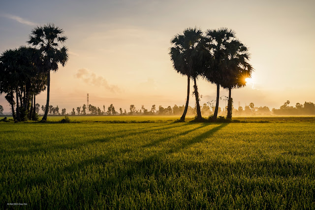 Sunrise with palm tree in Mekong Delta