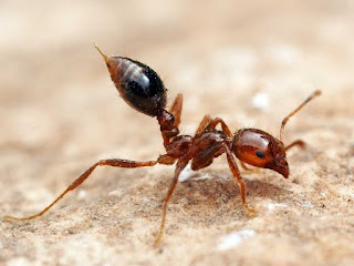 النمل الناري