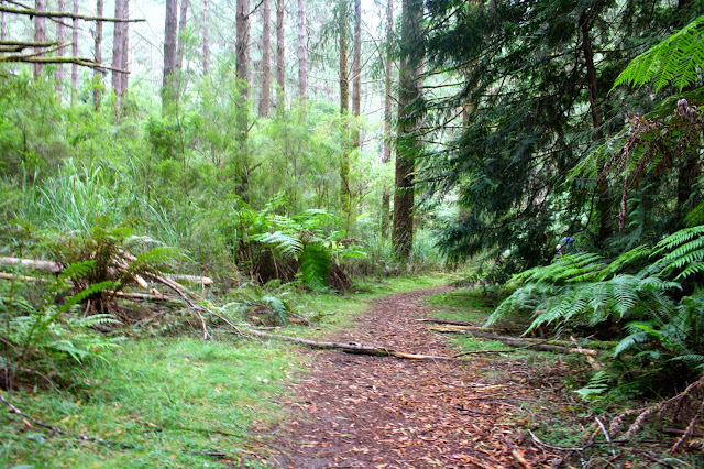 Redwood Forest, East Warburton