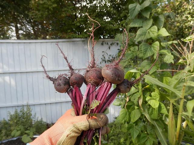 My homegrown harvest, August 2017. By UK garden blogger secondhandsusie.blogspot.com #gardening #gardenharvest #permaculturegarden #organicgarden 