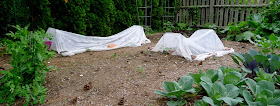Row covers, organic pest control, urban farming