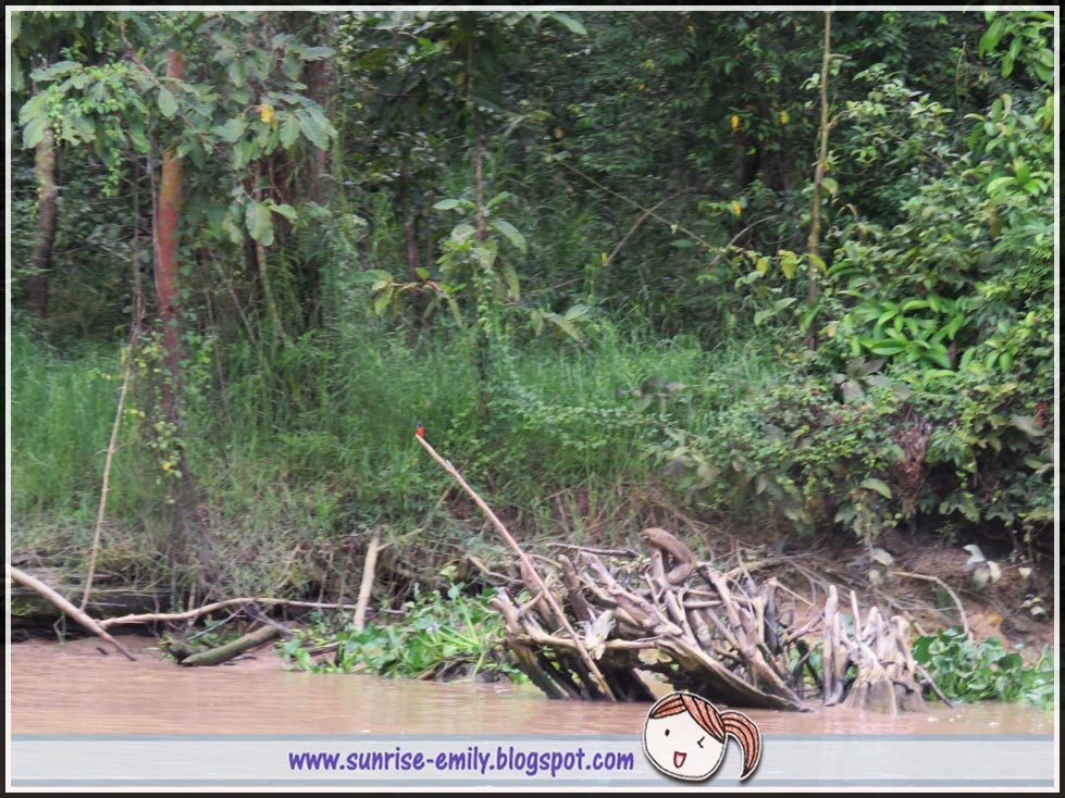 Kinabatangan river cruising