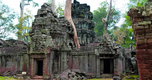 Angkor Thom Trees