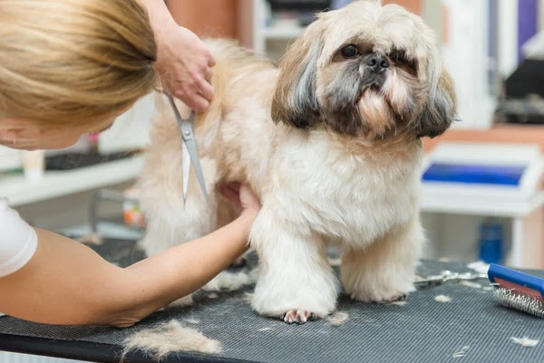 Tosa bebê shih tzu