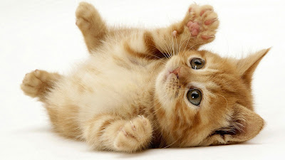 cute cats wallpaper free download 15