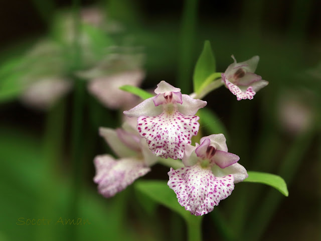 Galeorchis cyclochila