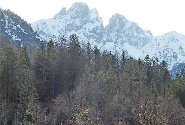 Catkins and snowy mountains make for a spring/winter contrast in Austria