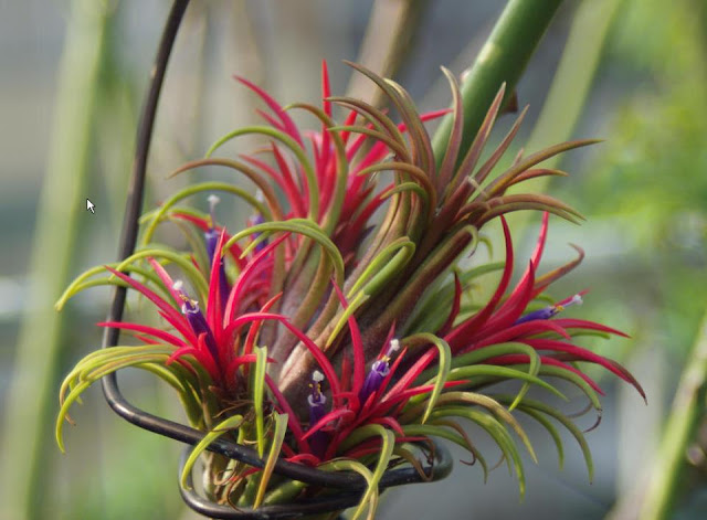 Tillandsia Ionantha plants, native to Costa Rica