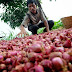 Cara Memperbesar Payudara Secara Alami Dengan Bawang Merah