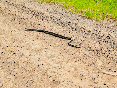 photo of snake sunning at edge of gravel road