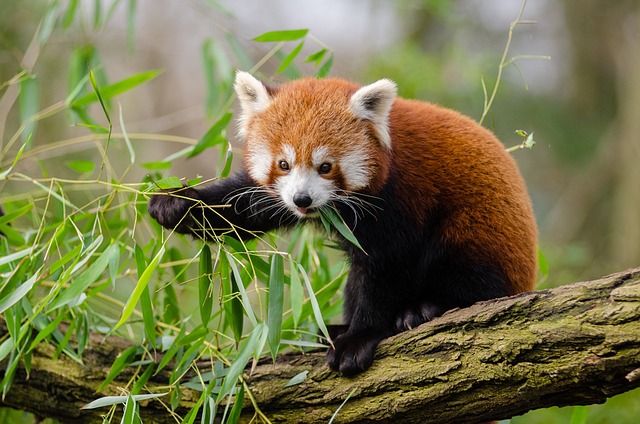 Red panda facts and information