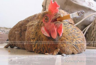 Cock Smoking Picture