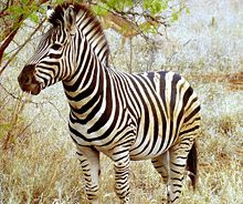 gambar kuda  zebra