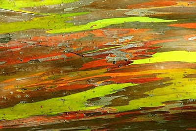 Rainbow eucaliptus2 Pohon Unik dengan Warna Pelangi