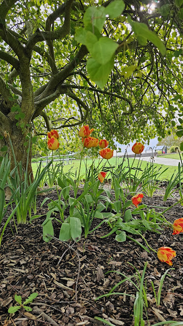 Tulips under a tree
