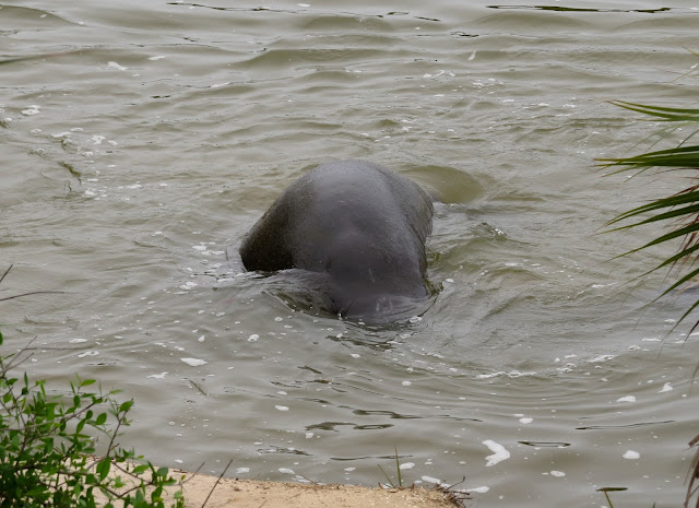 Manatees - Merritt Island, Florida