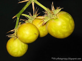 Kantakari-Solanum Xanthocarpum