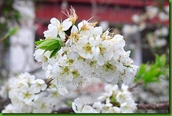 clip_image031
