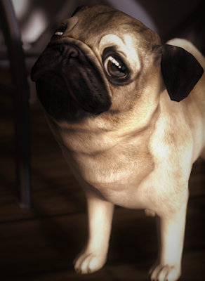 Portrait of a Pug