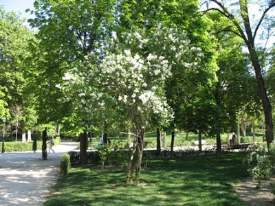 Lilac tree or small shrub