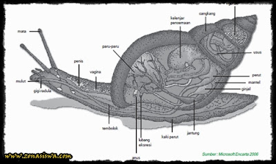 Filum Mollusca Struktur Tubuh Sistem Reporduksi 